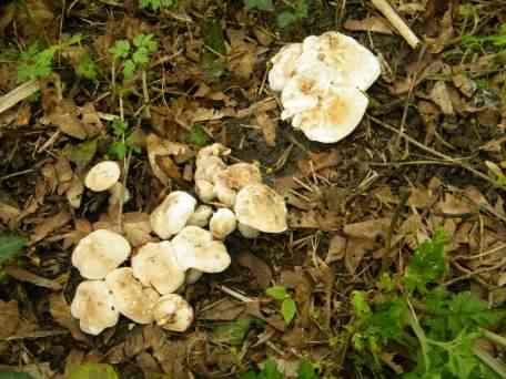 St. Georges Mushroom - Calocybe Gambosa, click for a larger image