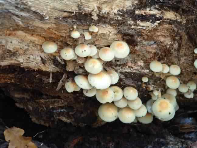 Sulphur Tuft - Hypholoma fasciculare