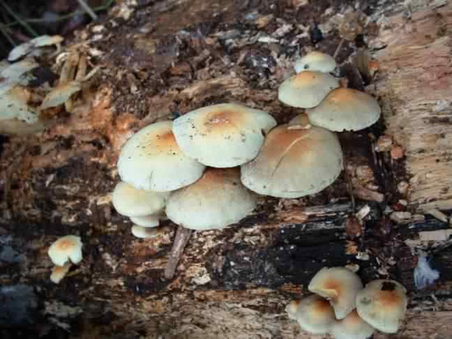 Sulphur Tuft - Hypholoma fasciculare