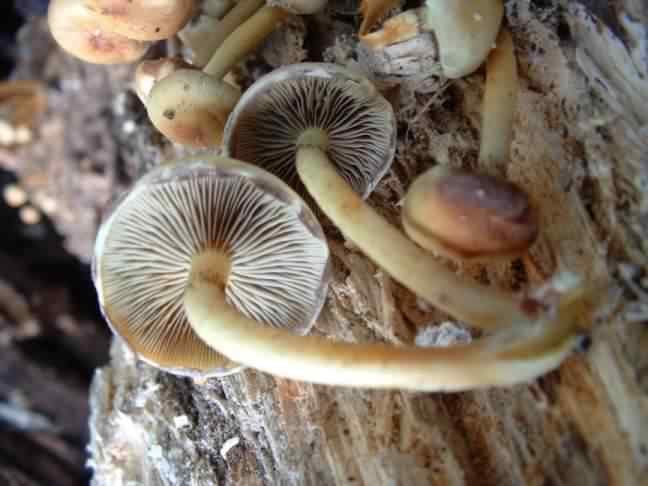 Sulphur Tuft - Hypholoma fasciculare