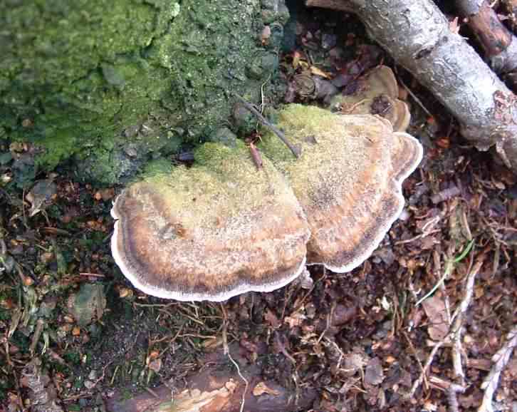 Turkeytail - Trametes versicolor, click for a larger image