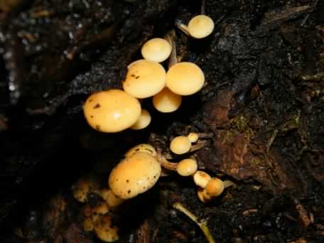 Velvet shank - Flammulina velutipes, click for a larger image