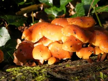 Velvet shank - Flammulina velutipes, click for a larger image