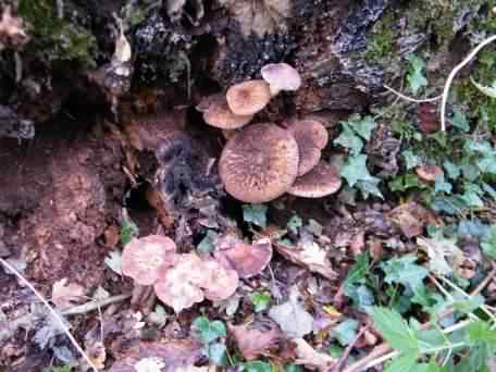 Velvet Shield - Pluteus umbrosus, click for a larger image