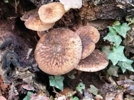 Velvet Shield - Pluteus umbrosus, click for a larger image