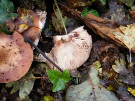 Velvet Shield - Pluteus umbrosus, click for a larger image