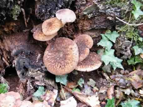 Velvet Shield - Pluteus umbrosus, click for a larger image