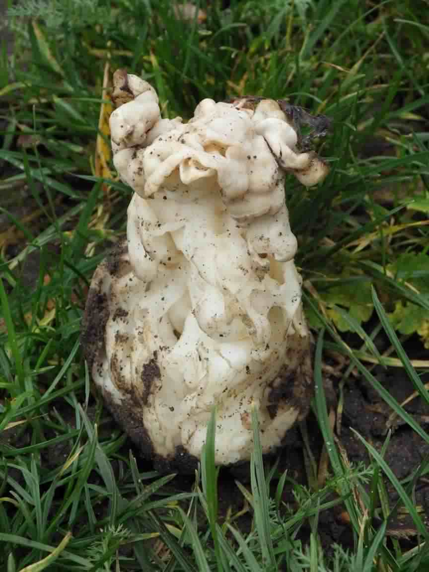 White Saddle - Helvella crispa, click for a larger image