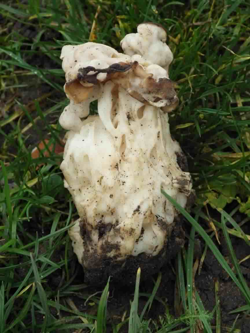 White Saddle - Helvella crispa, click for a larger image