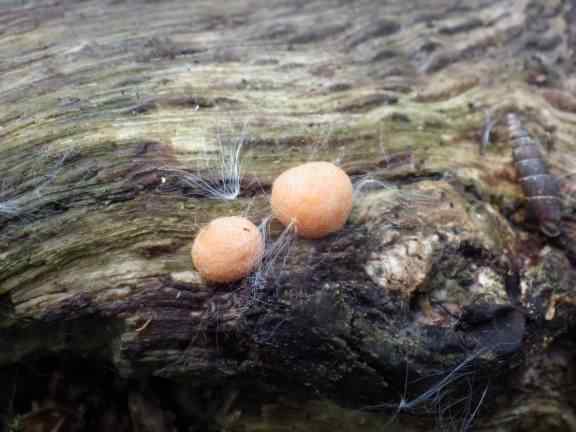 Wolf's Milk slime mould - Lycogala epidendrum, click for a larger image