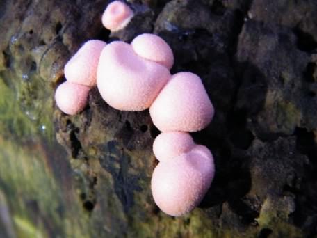 Wolf's Milk slime mould - Lycogala epidendrum, click for a larger image