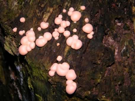 Wolf's Milk slime mould - Lycogala epidendrum, click for a larger image