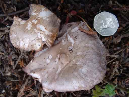 Wood Blewit - Clitocybe nuda, click for a larger image