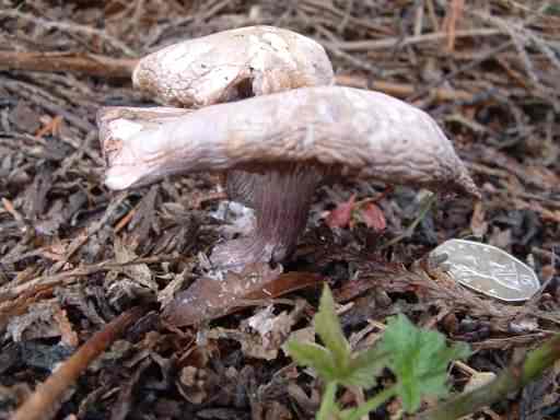 Wood Blewit - Clitocybe nuda, click for a larger image