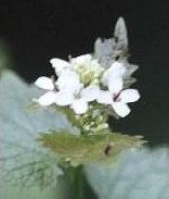 Garlic Mustard - Alliaria petiolata flower