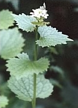 Garlic Mustard - Alliaria petiolata flower & leaves