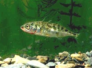 Three-spined stickleback - Gasterosteus aculeatus