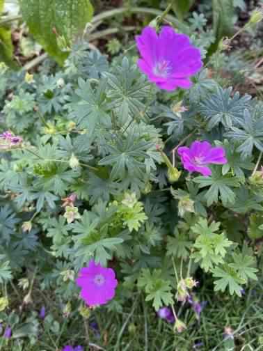 Bloody Cranesbill - Geranium sanguineum, click for a larger image