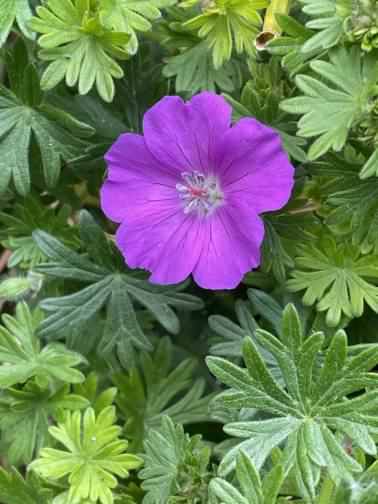 Bloody Cranesbill - Geranium sanguineum, click for a larger image