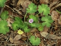 Doves Foot Cranesbill - Geranium molle, click for a larger image, licensed for reuse NCSA3.0