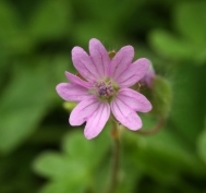 Doves Foot Cranesbill - Geranium molle, click for a larger image, licensed for reuse NCSA3.0