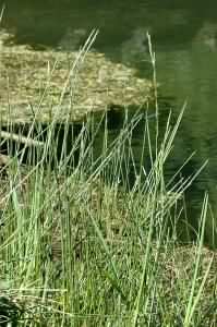 Flote grass - Glyceria fluitans, species information page, photo licensed for reuse CCASA2.5