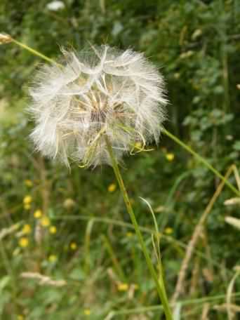 Goat's Beard - Tragopogon pratensis, click for a larger image