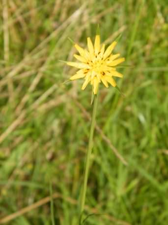 Goat's Beard - Tragopogon pratensis, click for a larger image