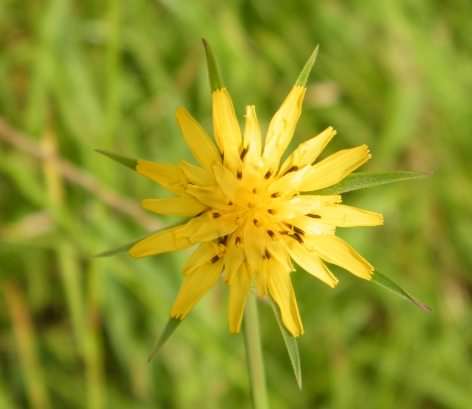 Goat's Beard - Tragopogon pratensis, click for a larger image