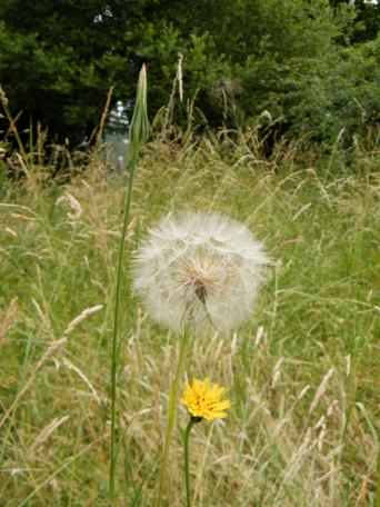 Goat's Beard - Tragopogon pratensis, click for a larger image