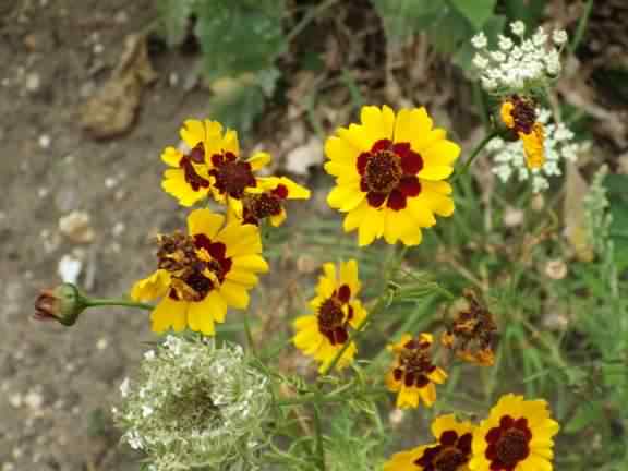 Golden Tickseed - Coreopsis tinctoria, click for a larger image