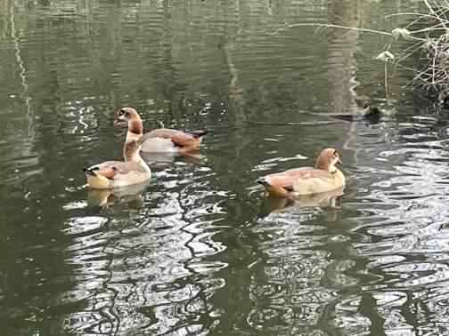 Egyptian Goose - Alopochen aegyptiaca, click for a larger image