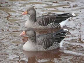 Western Greylag Goose - Anser anser anser, click for a larger image, photo licensed for reuse CCBY3.0