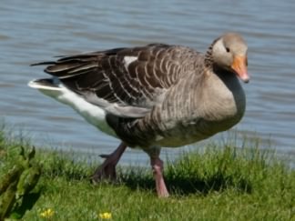 Western Greylag Goose - Anser anser anser, click for a larger image, photo licensed for reuse CCBY3.0