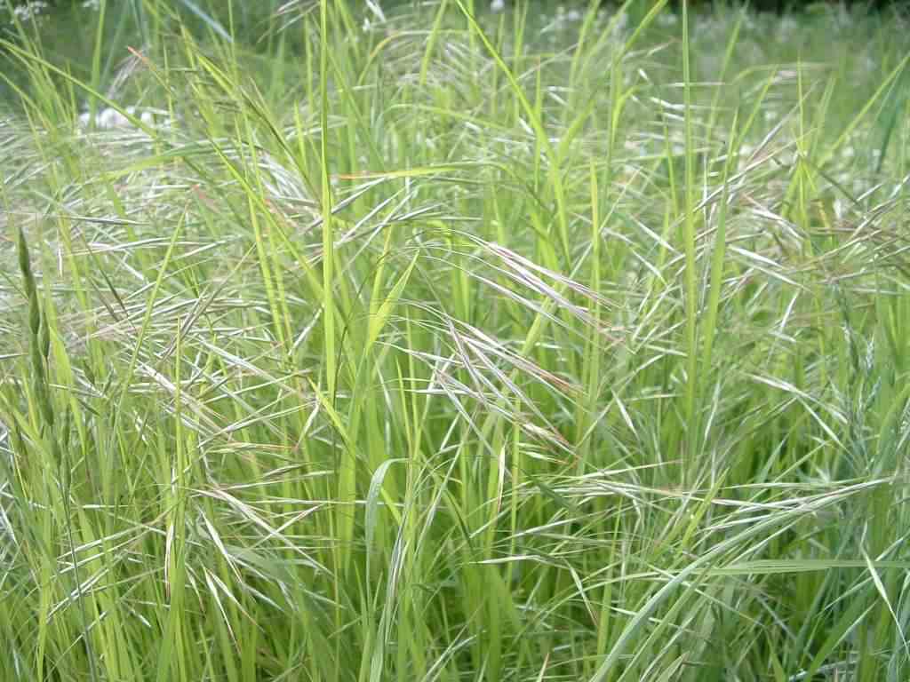 Barren Brome - Anisantha sterilis, click for a larger image