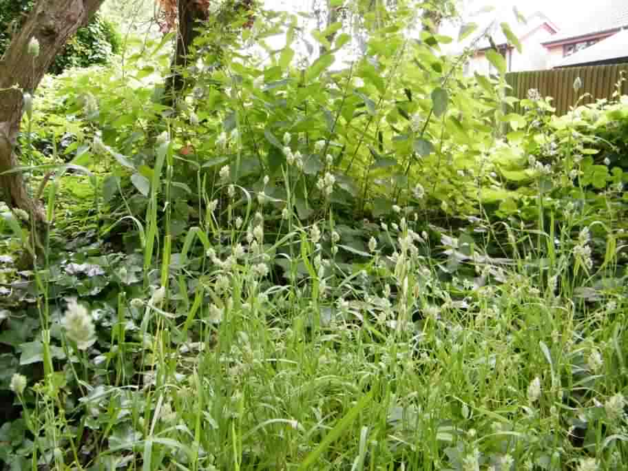 Canary grass - Phalaris canariensis, click for a larger image