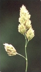 Cocksfoot - Dactylis glomerata