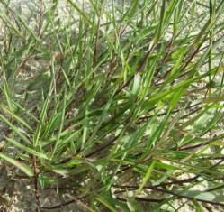 Creeping Bent - Agrostis stolonifera, click for a larger image, photo licensed for reuse CCASA3.0