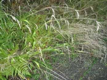 False-brome - Brachypodium sylvaticum, click for a larger image, photo licensed for reuse CCBYNC3.0