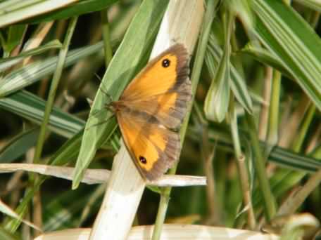 Gardener's Garters - Phalaris Arundinacea, species information page