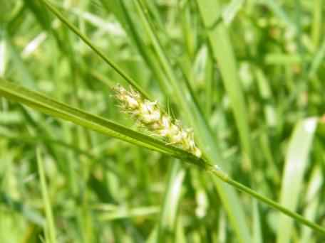 Hairy Sedge - Carex hirta, click for a larger image