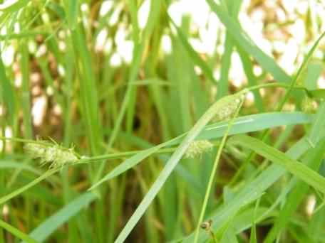 Hairy Sedge - Carex hirta, click for a larger image