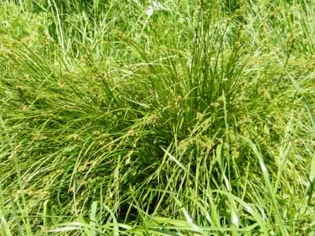 Hairy Sedge - Carex hirta, click for a larger image