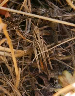 Common Field Grasshopper - Chorthippus brunneus, click for a larger image