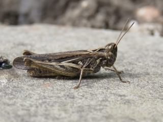 Common Field Grasshopper - Chorthippus brunneus, click for a larger photo, photo licensed for reuse CCANC4.0