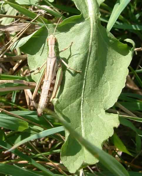 Meadow Grasshopper (Female) - Chorthippus parallelus, click for a larger image