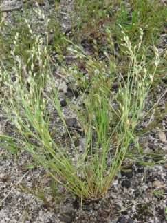 Toad Rush - Juncus bufonius, click for a larger image, photo licensed for reuse CCASA2.0