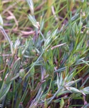 Toad Rush - Juncus bufonius, click for a larger image, photo licensed for reuse CCASA2.0