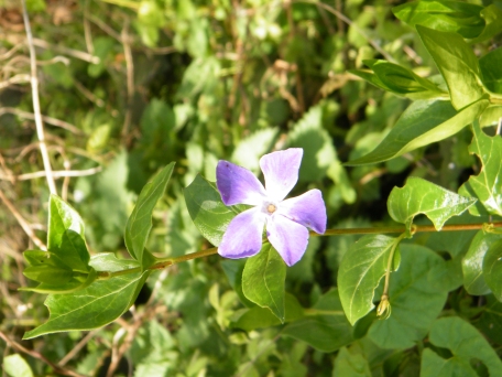 Large Periwinkle - Vinca major, click for a larger image