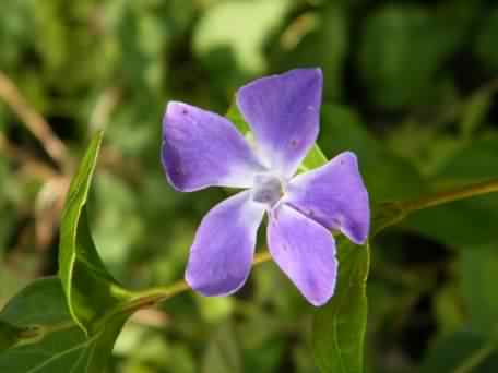 Large Periwinkle - Vinca major, click for a larger image